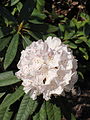 Rhododendron arboreum (Lali Gurans).   26 avril 2010