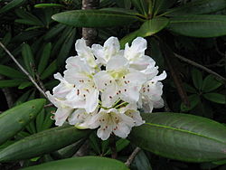 Rhododendron brachycarpum 06.jpg