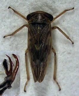 Rhytidodus decimusquartus