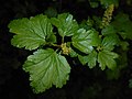 Ribes alpinum 2016-04-19 7879.JPG