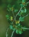 Il ribes sardo (Ribes sardoum) è endemico di una piccola zona della Sardegna ed è considerato a rischio di estinzione[1]