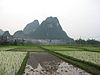 Rice field china2.jpg