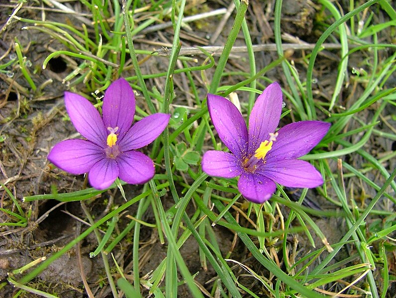 File:Romulea requienii fiori.JPG