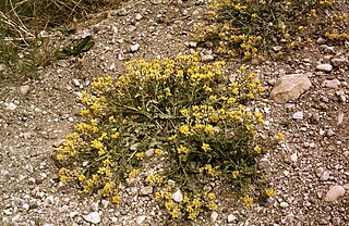<i>Rorippa columbiae</i> Species of flowering plant