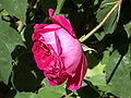 'Bourbon Rose', antes de 1819.