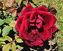 Rosa Crimson Glory Kordes 1935.jpg
