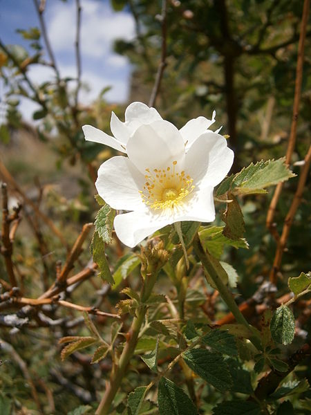 File:Rosa abietina 01.JPG