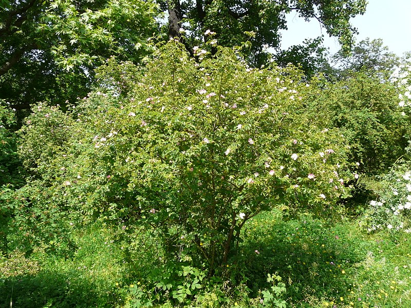 File:Rosa micrantha plant (06).jpg