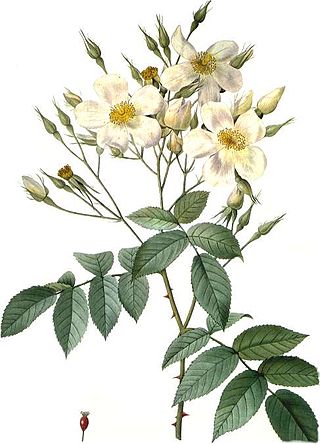 <i>Rosa moschata</i> Species of flowering plant
