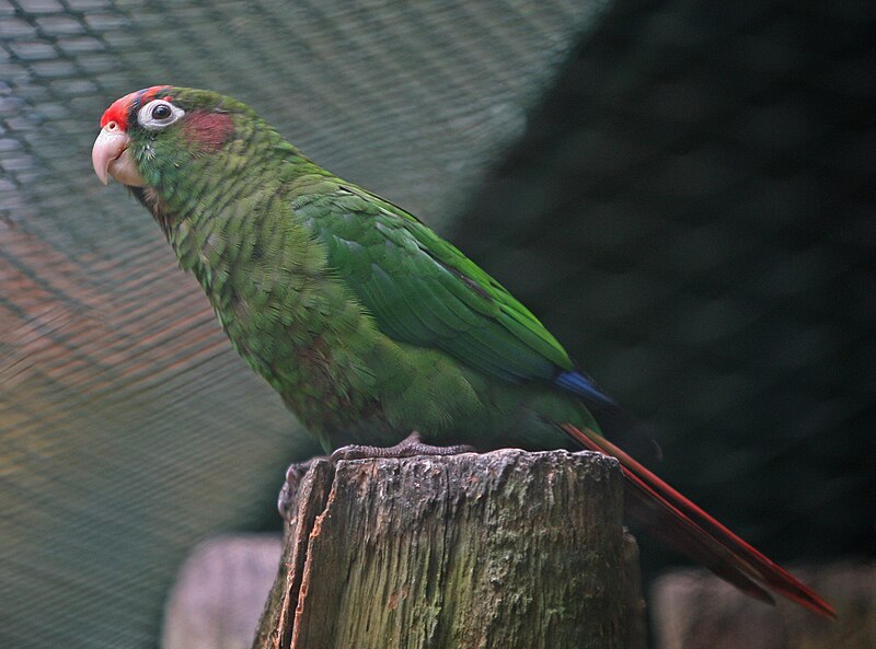 File:Rose-crowned Parakeet.jpg