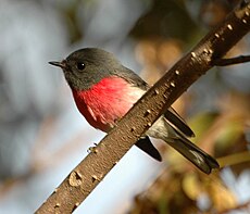 The rose robin was described in 1840 by John Gould Rose Robin flinders peak jun05.JPG