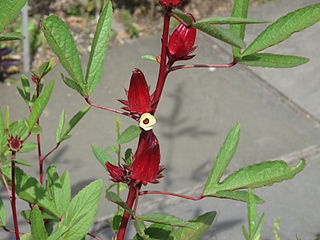 <span class="mw-page-title-main">Roselle (plant)</span> Species of flowering plant