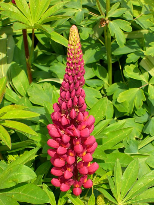 Rote lupine