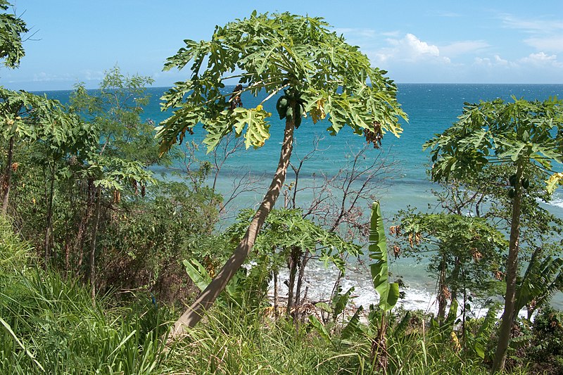 File:Roxas, Endemic flora in Palawan, Philippines.jpg