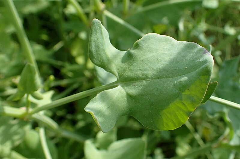 File:Rumex induratus kz03.jpg