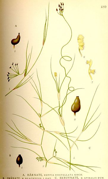 File:Ruppia rostellata-brachypus-spiralis nf.jpg