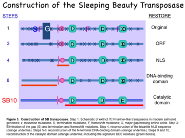 Figure 3. Construction of SB transposase.
Step 1: Schematic of extinct Tc1/mariner-like transposons in modern salmonid genomes; x, missense mutations; S, termination mutations; F, frameshift mutations; G, major gap/missing amino acids.
Step 3: Elimination of the gap (G) and termination and frameshift mutations.
Step 4: reconstruction of the bipartite NLS sequence (orange underline).
Steps 5-8: reconstruction of the N-terminal DNA-binding domain (orange underline).
Steps 9-10: reconstruction of the catalytic domain (orange underline) including the signature DDE residues (green boxes). SBTS3.png
