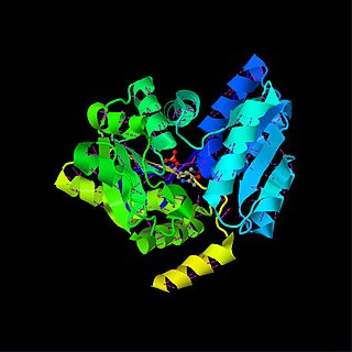 <span class="mw-page-title-main">Serine dehydratase</span>