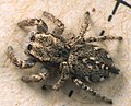 Adult female, dorsal view