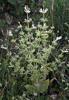 <i>Salvia macrosiphon</i> Species of plant in the family Lamiaceae