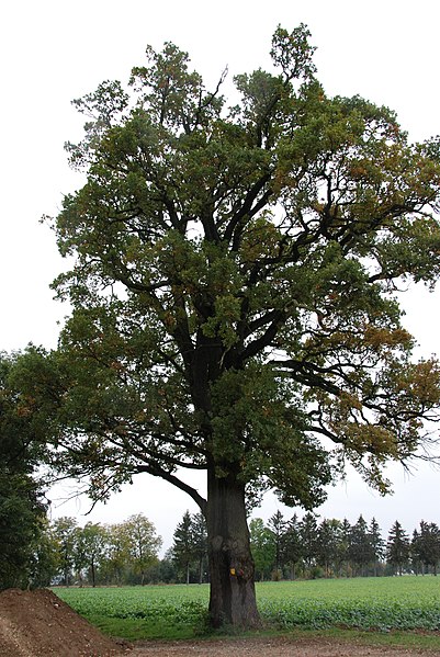 File:Sankt Valentin, Altenhofen, Naturdenkmal.JPG