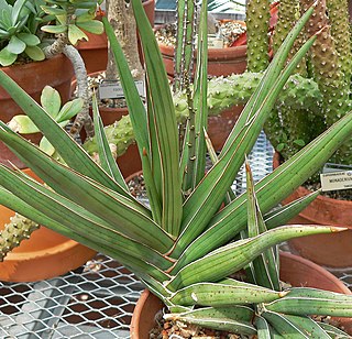 <i>Dracaena hanningtonii</i> Species of flowering plant