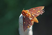 Бабочка сатурнида (Citheronia pseudomexicana) .jpg