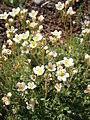 Saxifraga moschata