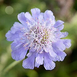 Scabiosa japonica 07.jpg