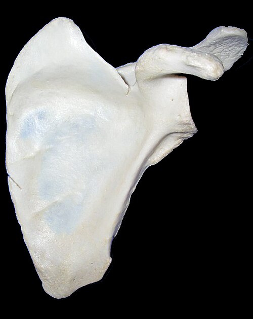 Лопатка кость. Лопатка scapula. Лопатка плоская кость. Лопатка анатомия. Лопатка кость человека.