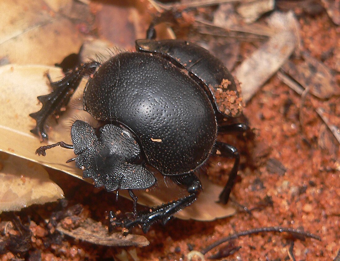 Dung beetle