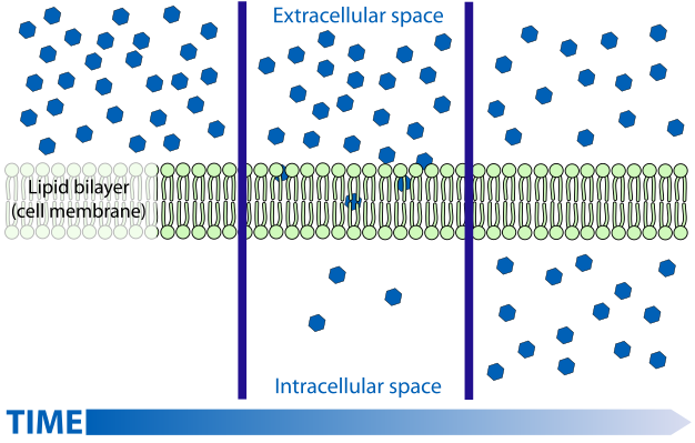 Image result for passive transport