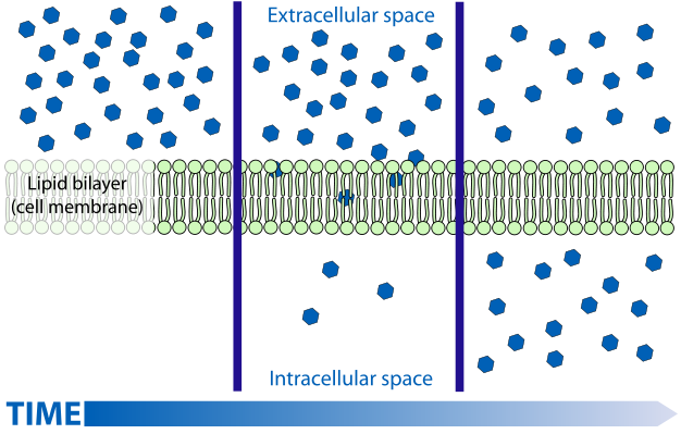 File:Scheme simple diffusion in cell membrane-en.svg