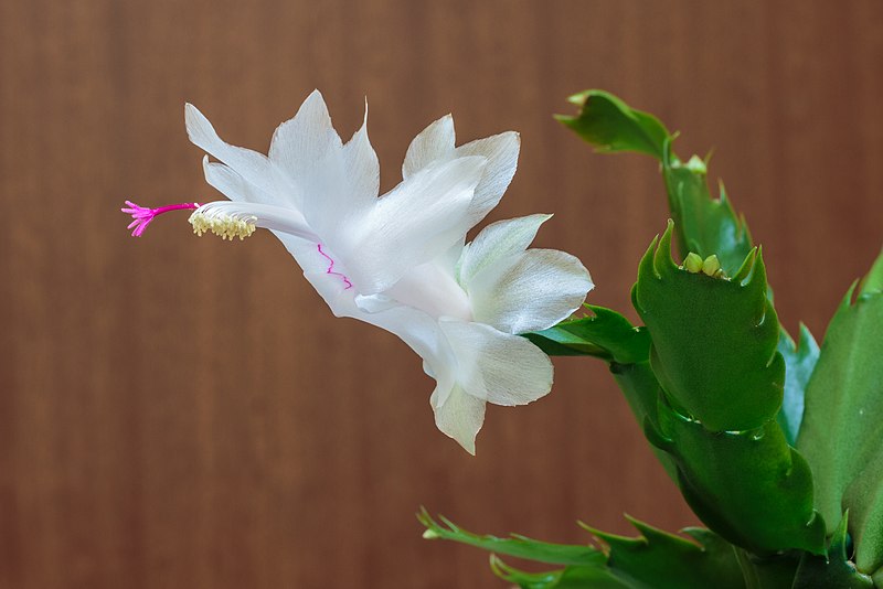 File:Schlumbergera (actm) 11.jpg