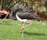 Schwarzstorch (Ciconia nigra), Tierpark Hellabrunn, München