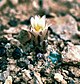 Sclerocactus mesae-verdae fh 061 5 NM B.jpg