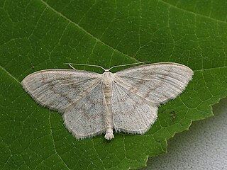 <span class="mw-page-title-main">Cream wave</span> Species of geometer moth in subfamily Sterrhinae