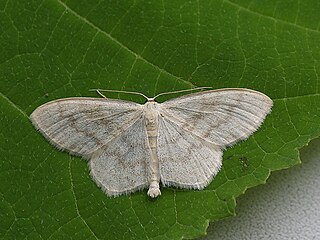 Cream wave Species of geometer moth in subfamily Sterrhinae