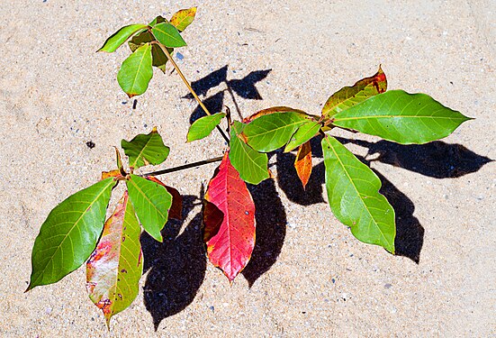 Sea Almond Trinity Beach