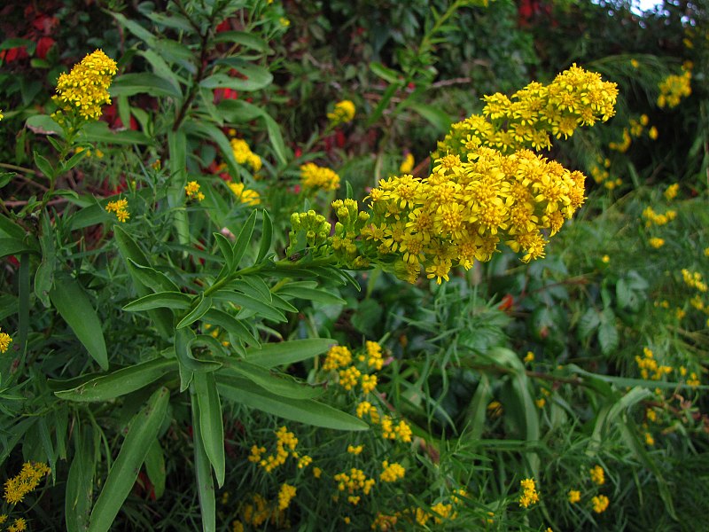 File:Seaside Goldenrod - Flickr - treegrow (1).jpg