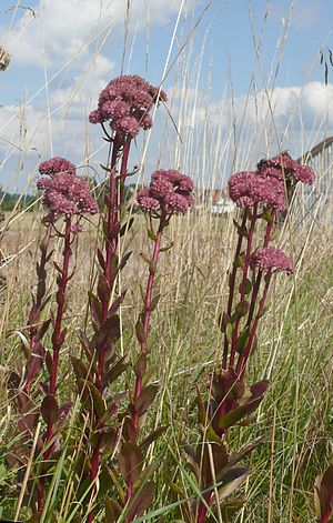 Hylotelephium Telephium