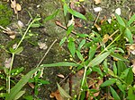 Seeds of Oldenlandia corymbosa