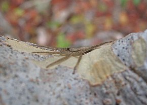 Beschrijving van de afbeelding Selenops submaculosus.jpg.