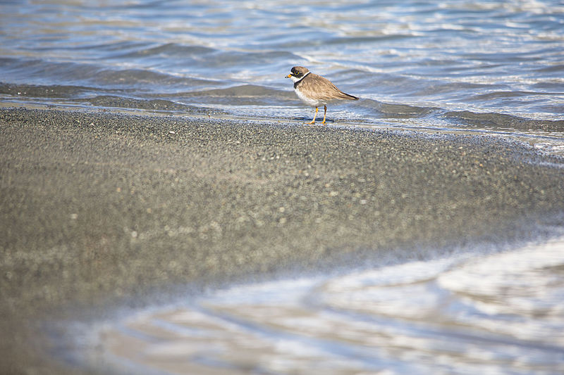 File:Semipalmated Plover (2) - Charadrius semipalmatus (21606726981).jpg