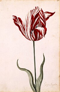 Gouache anónimo del siglo XVII que muestra un Semper Augustus, uno de los tulipanes más famosos, vendido a precio récord en los Países Bajos.