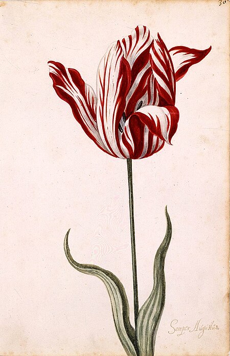 Tập_tin:Semper_Augustus_Tulip_17th_century.jpg