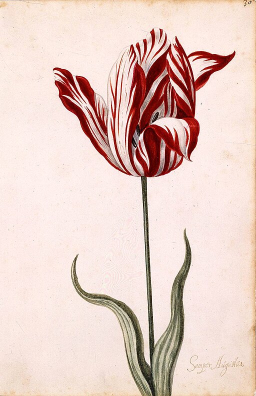 'Semper Augustus' tulipan z XVII w.