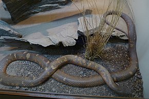 Beschrijving van de afbeelding Snake snake of pseudoechis colletti.jpg.