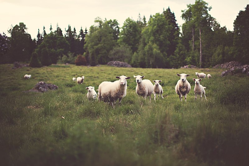 File:SheepLooking(byJonasNilssonLee).jpeg