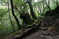 白谷雲水峡の散策路